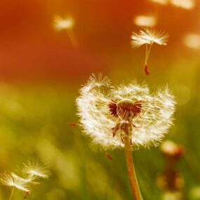 Image de l'article Connexions Hors-série – CSRD, communication volontaire, biodiversité et engagements sociétaux